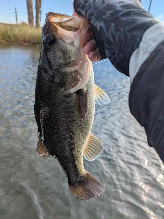 bass13.jpg.85fdc2c387fa0beb244de8cf7b22b974.jpg