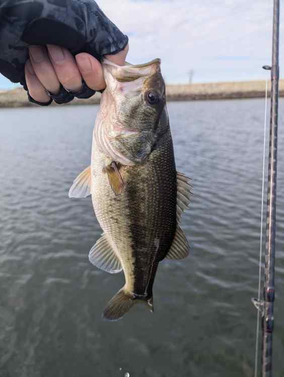 bass14.jpg.56589096527fbe37339857af0584064a.jpg