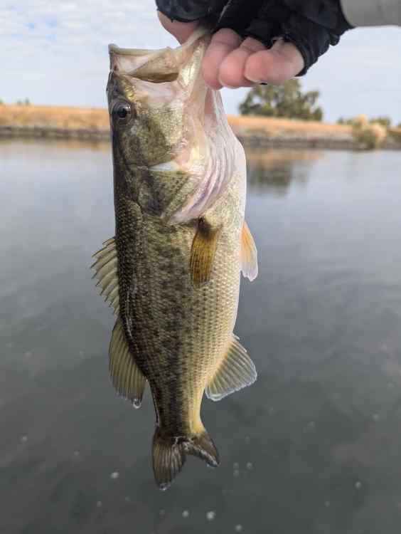 bass15.jpg.7c612a4e2a5b67c1138c9368d527076d.jpg