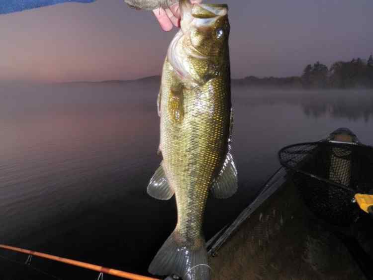 firstbass.jpg.6818f245a19123c40e910217164d52e1.jpg