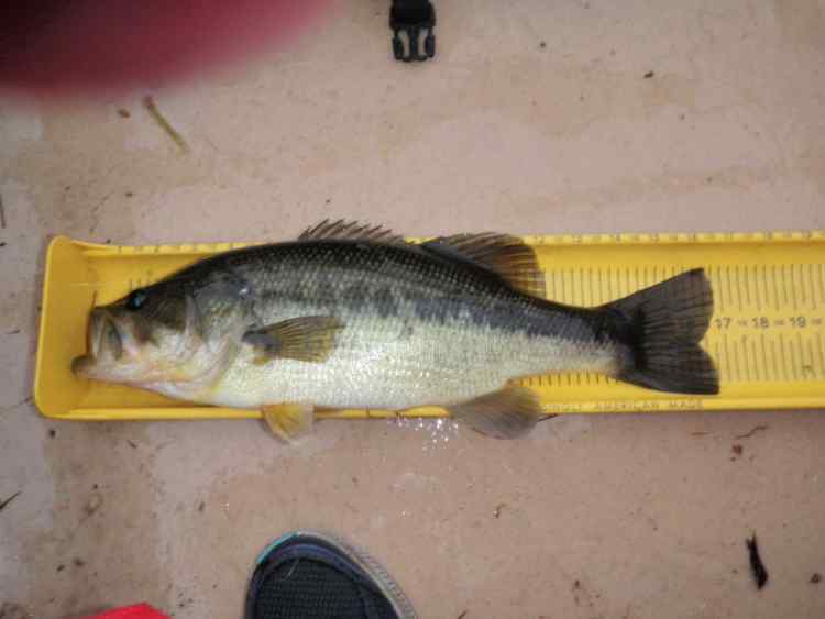 rainybass.jpg.2d7a31b31a2e1207e411fb06c090988c.jpg