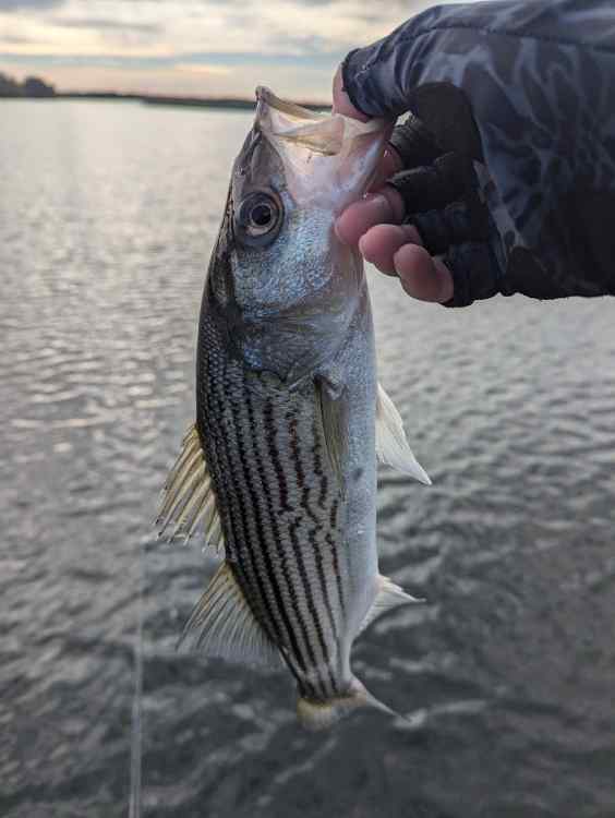 stripe3.jpg.5d6b6104fdc6c36944903bc7a8febcf3.jpg