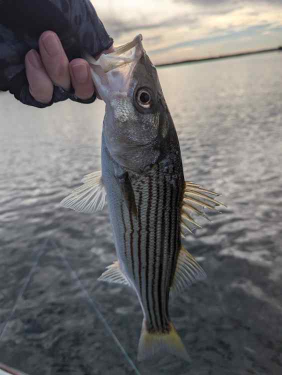 stripe4.jpg.5f3e50d9958a8779e8dd18da3df9ddf9.jpg
