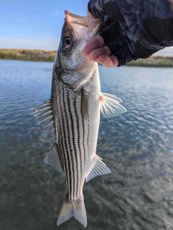 stripe5.jpg.ae1bbc895d89cc95d8eda0d44bb27769.jpg