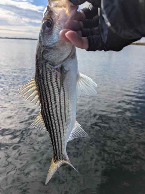 stripe6.jpg.70475b0291e0e305c90dbe869415b5ee.jpg
