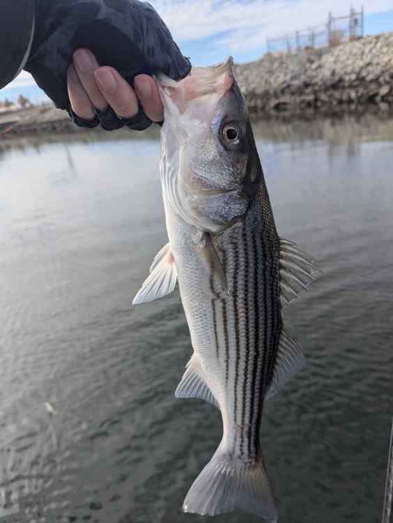 stripe7.jpg.7199d0eca950843497df9cac5bf25447.jpg
