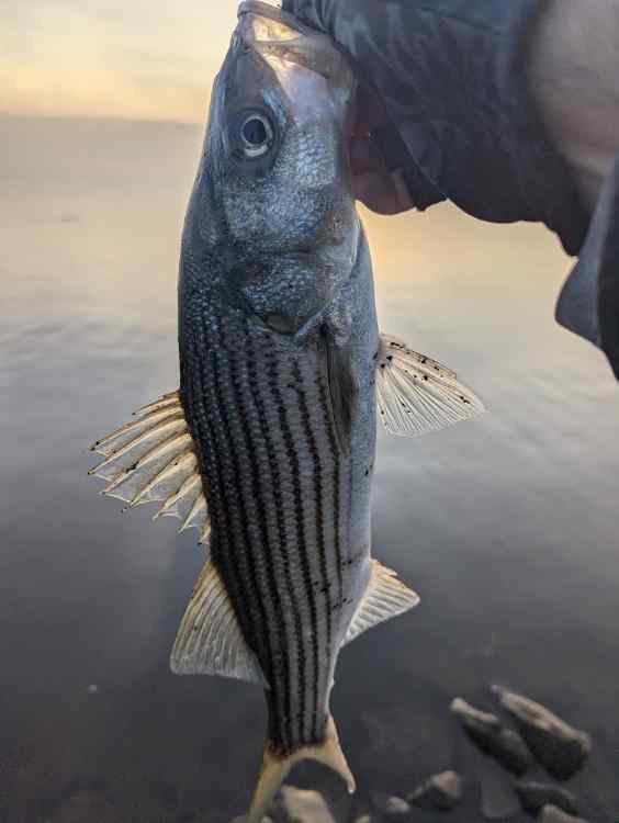 stripe8.jpg.8feeb970ab756d2cb91e31b4d7d192a2.jpg