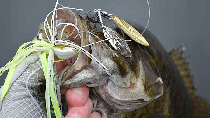 Five-Beginner-Lures-1-carousel.jpg