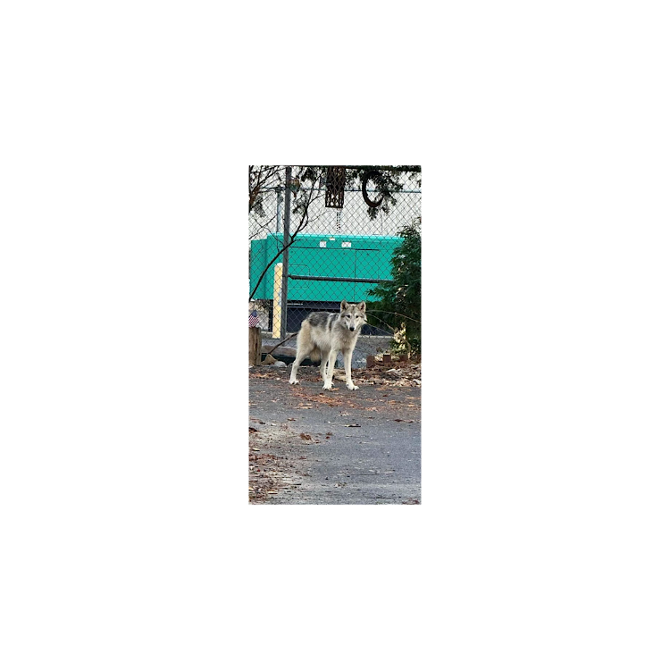 IMG_2024-11-27-181555.png.ab492fcefce4b629300dd81844e517fc.png