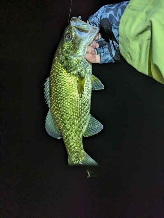 bass1.jpg.b946823481c321fa296405d1eb31e98f.jpg