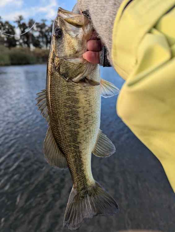 bass1.jpg.d200791219dc866da2939046e1011acf.jpg