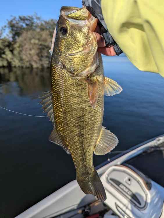 bass2.jpg.617fa4614d9c0376c553b232d6a4b285.jpg