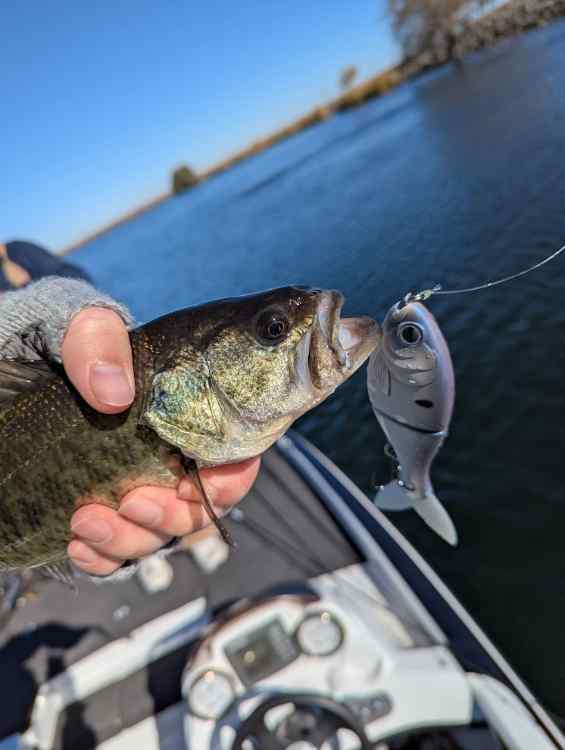 bass2.jpg.69b89e387baab831fa46a024b11d22f7.jpg