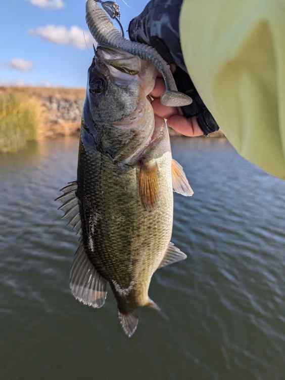 bass3.jpg.a56b3309f9261b2b52f6bbb241b4e922.jpg