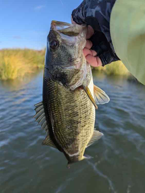 bass4.jpg.e27bbe9a2a63371a7fed5fef3f467ebb.jpg