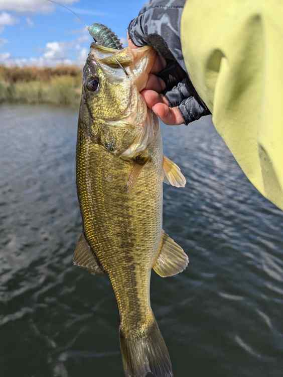 bass5.jpg.a4eae722d2d99cfd1cbd915cdf1cf5cf.jpg