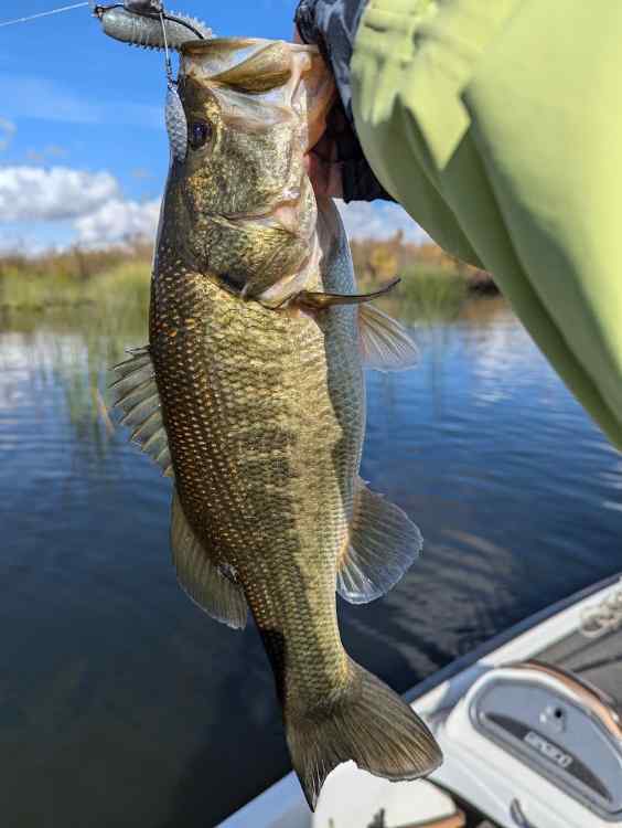 bass6.jpg.a3d9e717ada5ea029469a478cb0fc595.jpg