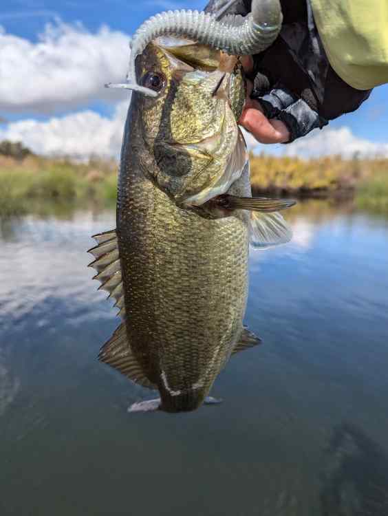 bass7.jpg.9d22243dc900d8cd81ba1b02a38c507d.jpg