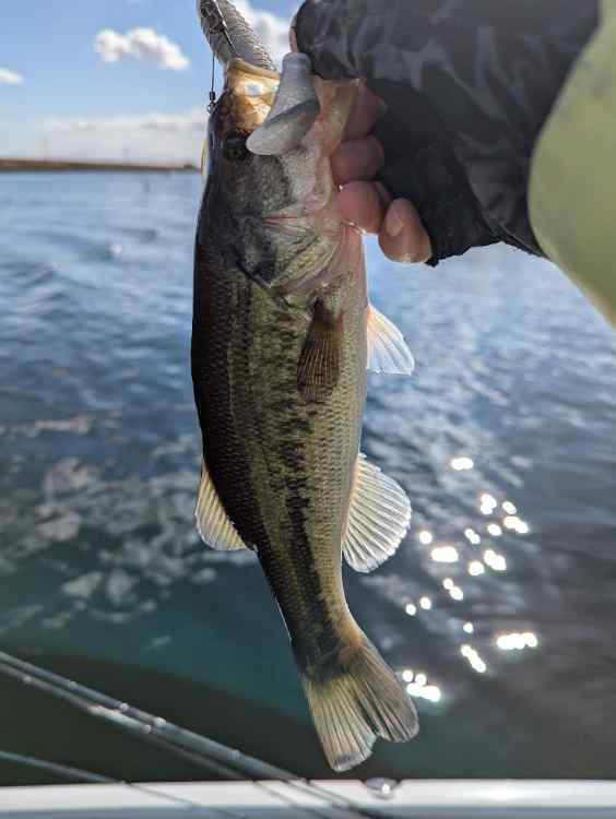 bass8.jpg.0dac49acf16c918e58b69ffd93dfc61a.jpg