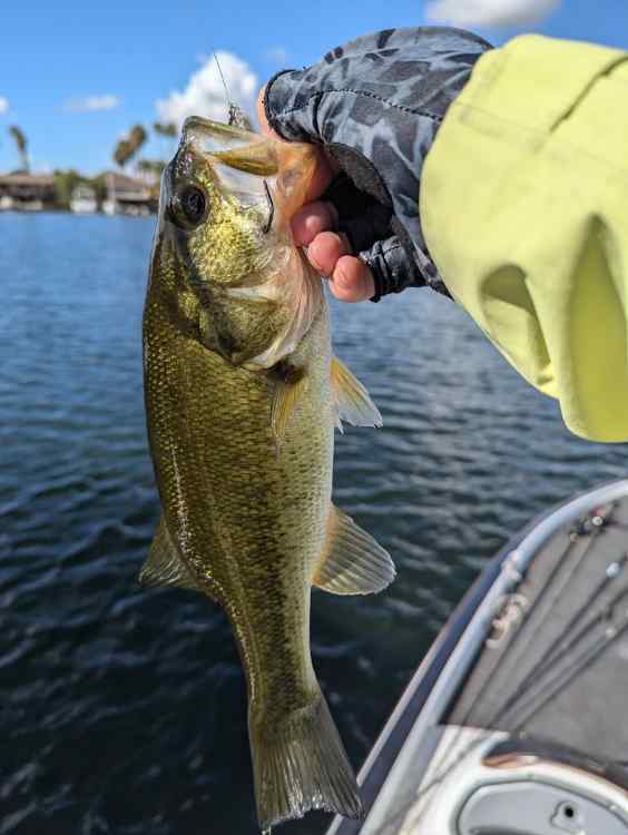 bass9.jpg.506d91304a257d5a120f50f16337ab31.jpg