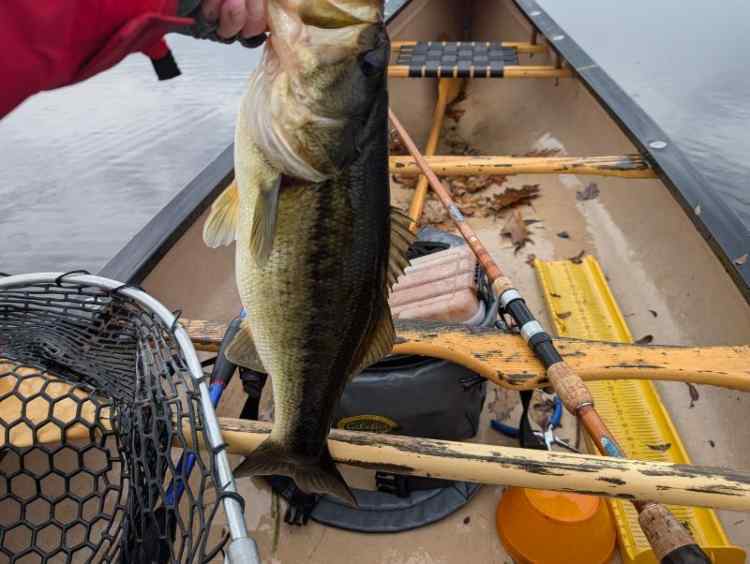 bestbass.jpg.153616ca90988865d650025f1d2fabc2.jpg