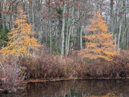 larches.jpg.e4f961c1110c72ce1b98e3beb11652e8.jpg