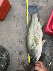 IMG_9338.jpeg