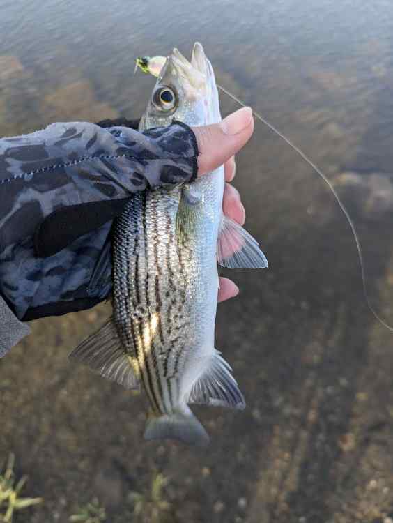 stripe12.jpg.ab654da97146b3b2c6fa9d17f082f50f.jpg