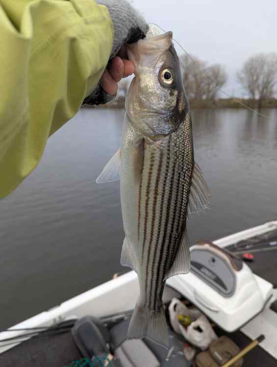 fishy2.jpg.5611a38bfbfa44464766a74c57b84671.jpg