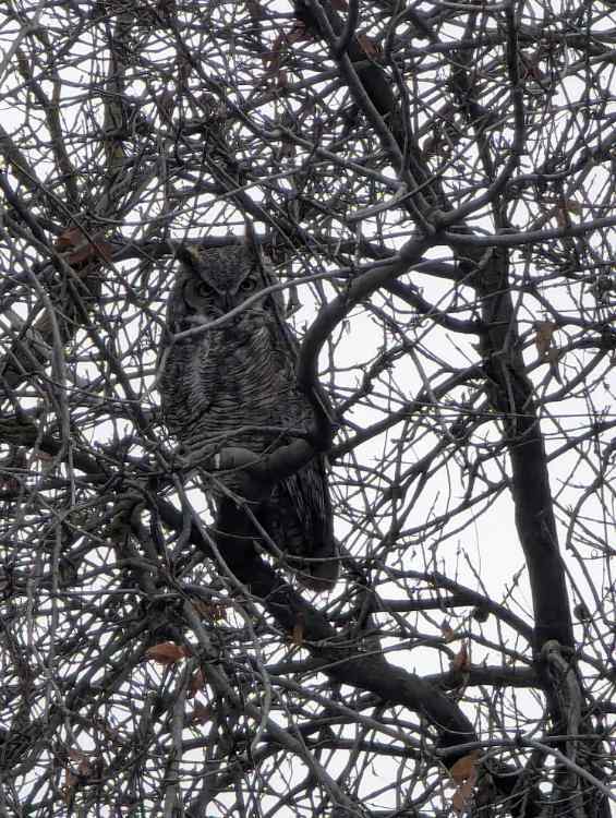 owl.jpg.418726cb99e1360d515f0bdd60adfbad.jpg