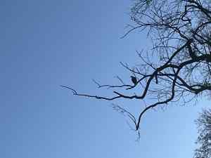 IMG_9724.jpeg