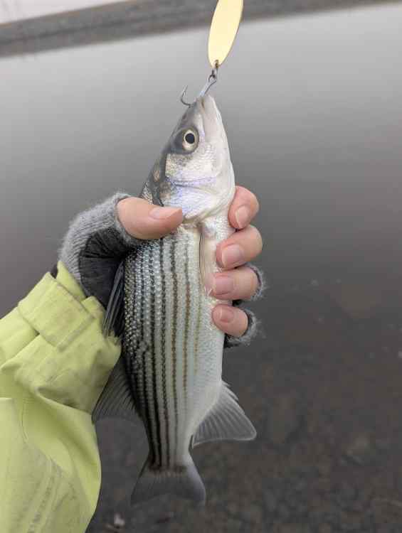 stripey.jpg.7065586ffe68f1bfd9943a1eeec505da.jpg