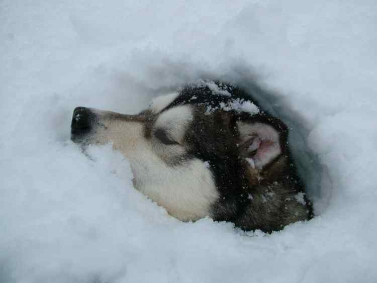 Fenwayindeepsnow.jpg.4dd7b612be29947fe4a4b678544f66fe.jpg