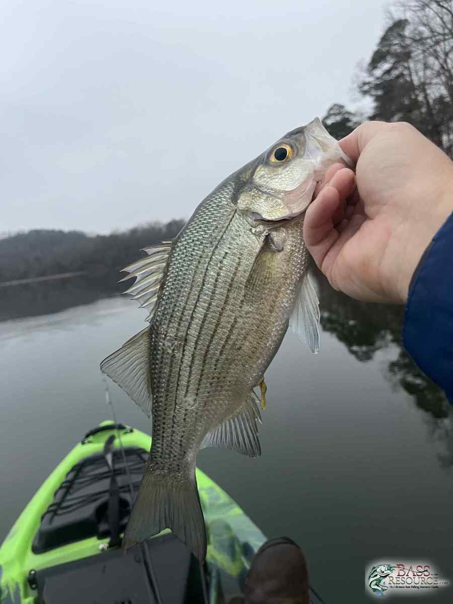 large.IMG_0564.jpeg