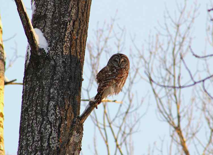 BarredOwl.jpg.7257245c7a09e283f3ac12ff48d05c3d.jpg