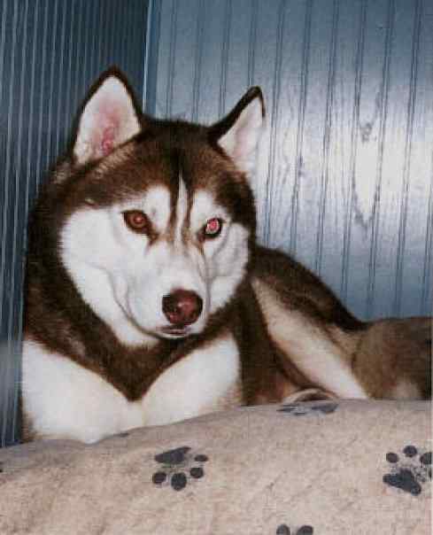 Cinnabar1stHusky.jpg.4808cebc531037d6231a8e742a9e1892.jpg