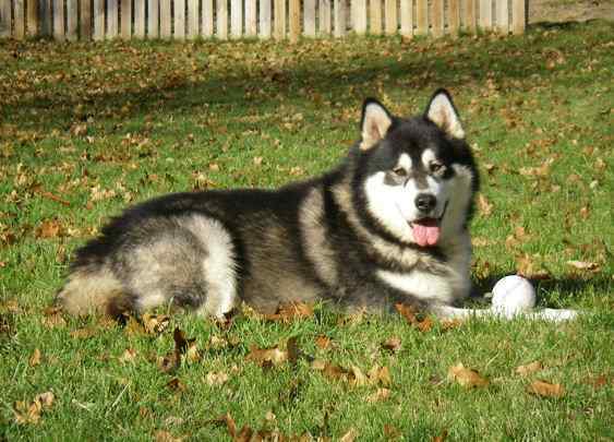 DieselPAWZ..jpg.1c11d48c4e329428e8fea67e46f7ae52.jpg