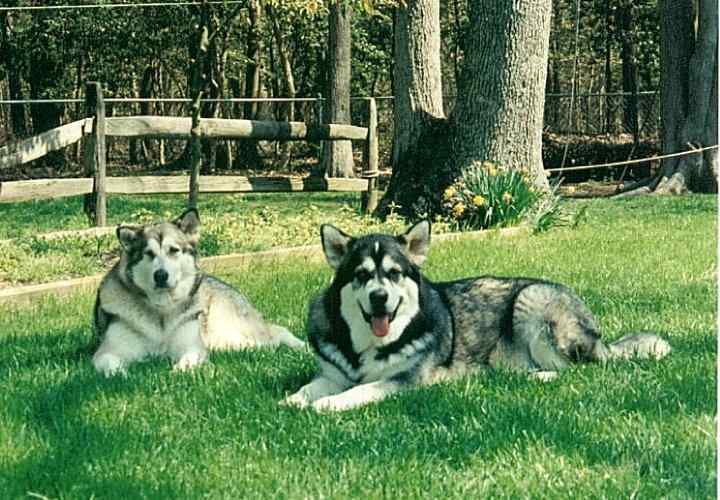 KodiandTatirioffirsttwoMalamutes.jpg.fbaf63f2bea0df9dfc5040dedd1d325e.jpg
