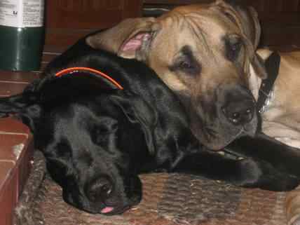 LokiThorsleeping2.jpg.1fc8c980ad6517dadc27bad452096700.jpg