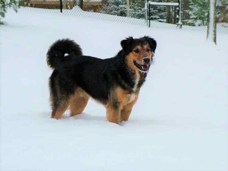 Teddyinthesnow(2).jpg.1f143922ead6983867cf4ba69d7a80c6.jpg