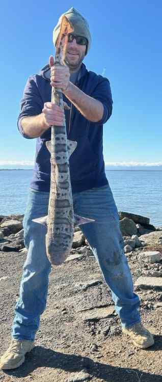 shark.jpg.ec04f01252485bbd74fb550018934564.jpg