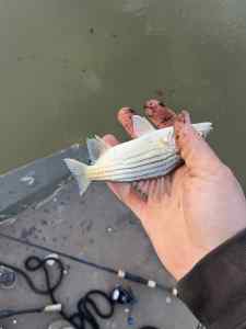 IMG_1153.jpeg