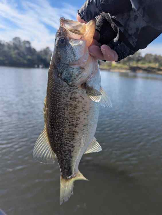 bass1.jpg.4c6e72fed5d987dfb9c220824e1fc461.jpg