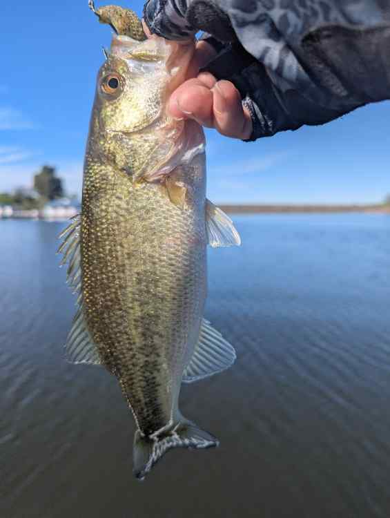 bass2.jpg.0eddb18fd4f3b63f284f5f6eb993b039.jpg
