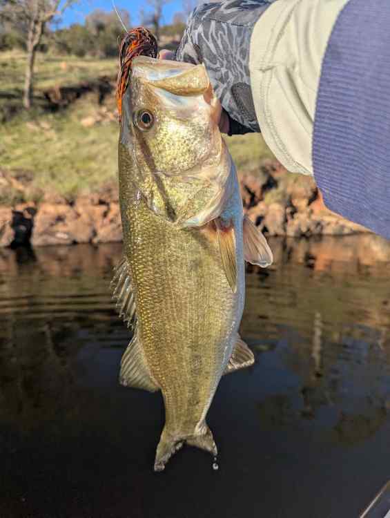 bass3.jpg.6380f852c1bf41744eecff9db19a1ba7.jpg