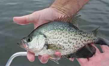 crappie.jpeg.1b97381f6b4bc46b8f1f2d5d5e7a0635.jpeg