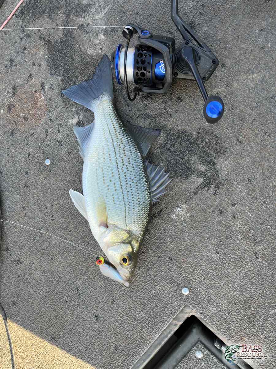 large.IMG_1587.jpeg