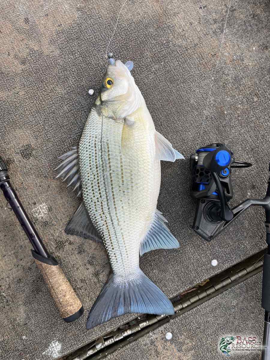 large.IMG_1623.jpeg