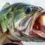 Bigcatcher1