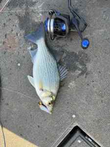 IMG_1587.jpeg